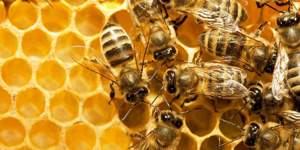Forschung und schulische Bildung mit Hightech-Bienenstöcken