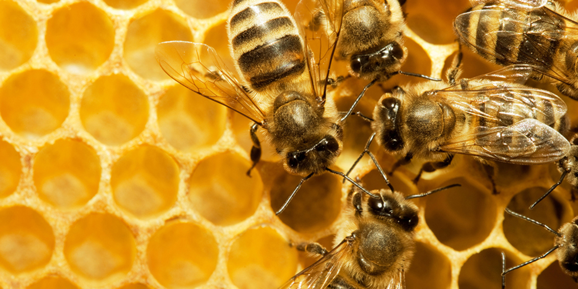 Insekten sorgen für die Ernährung der Welt