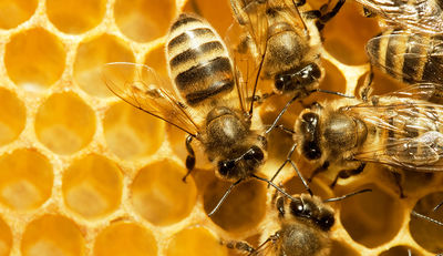 Umweltschützer und Imker fordern nationalen Bienenaktionsplan