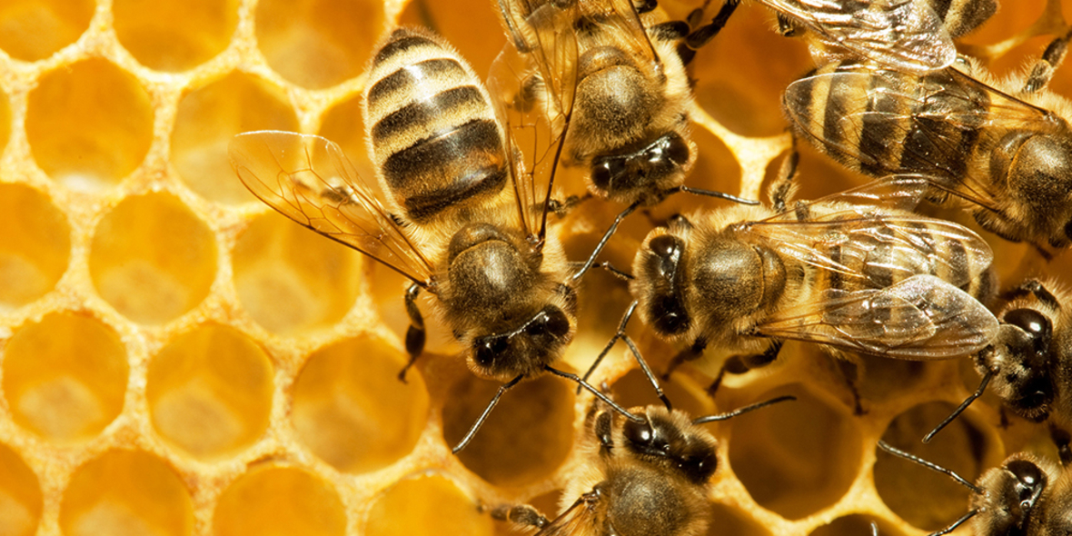 Erkennung von Honigfälschungen