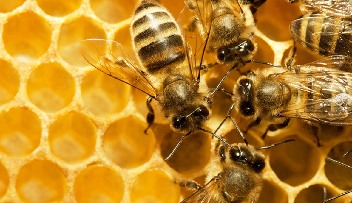 Mit 2,5 Millionen Unternehmensbienen für den Bienenschutz