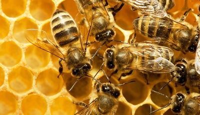 Insektenschutz: Erhalten was uns erhält