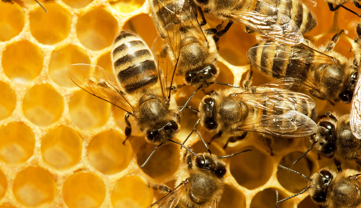 Forschung und schulische Bildung mit Hightech-Bienenstöcken