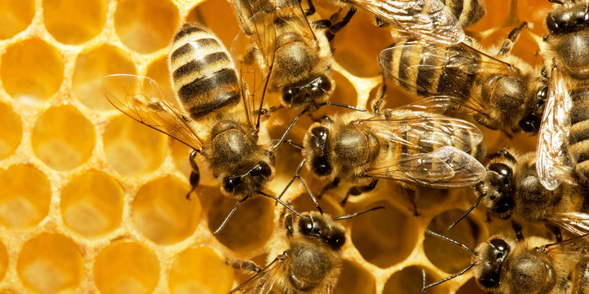 Insektenschutz: Erhalten was uns erhält
