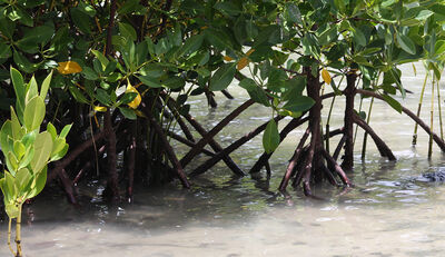 Gesunde Mangroven, nachhaltige Garnelen