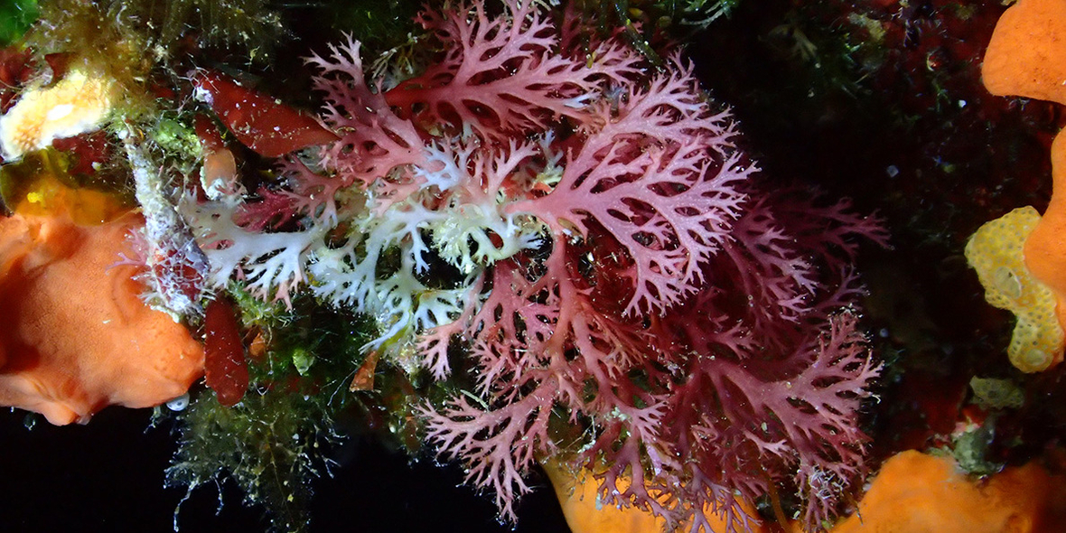 Die Welt überschreitet ihren ersten Klimakipppunkt