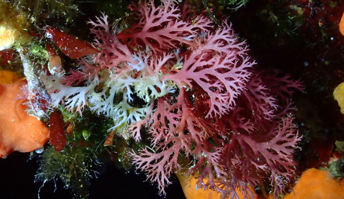 Die Welt überschreitet ihren ersten Klimakipppunkt