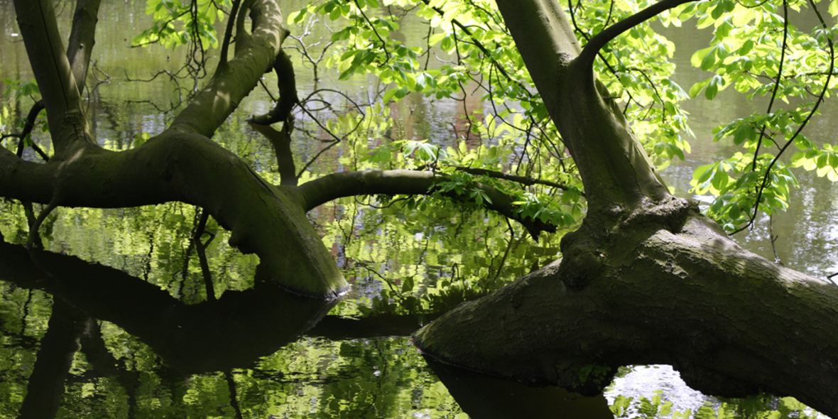 Zeigt her eure Blätter - Gesundheitscheck für Stadtbäume