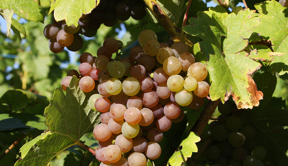 Nachhaltigkeit im Weinbau: Warum ein lebendiger Weinberg mehr kann als Trauben tragen