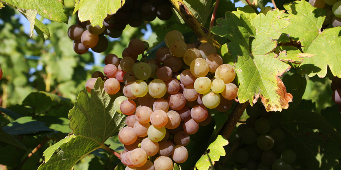 Nachhaltigkeit im Weinbau: Warum ein lebendiger Weinberg mehr kann als Trauben tragen