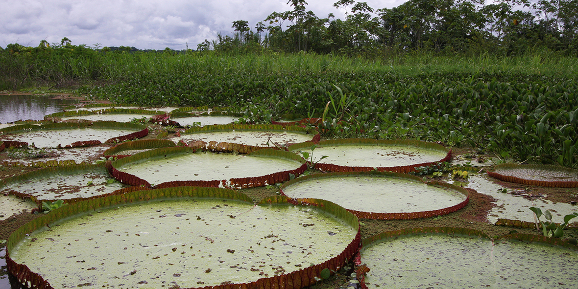 Das Pantanal ist „Bedrohter See des Jahres 2021“