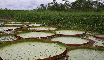 Das Pantanal ist „Bedrohter See des Jahres 2021“