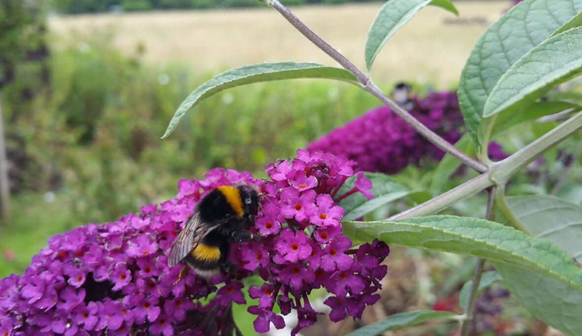 Nachhaltiger gärtnern