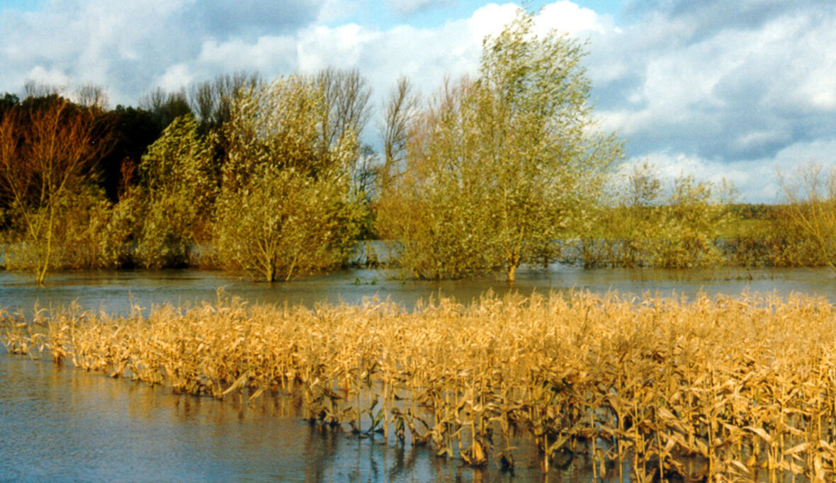 Rote Liste 2017: Wiesen und Weiden in Gefahr