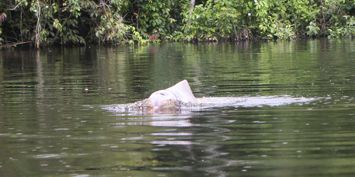 Toxische Gefahr – Quecksilber vergiftet Amazonas