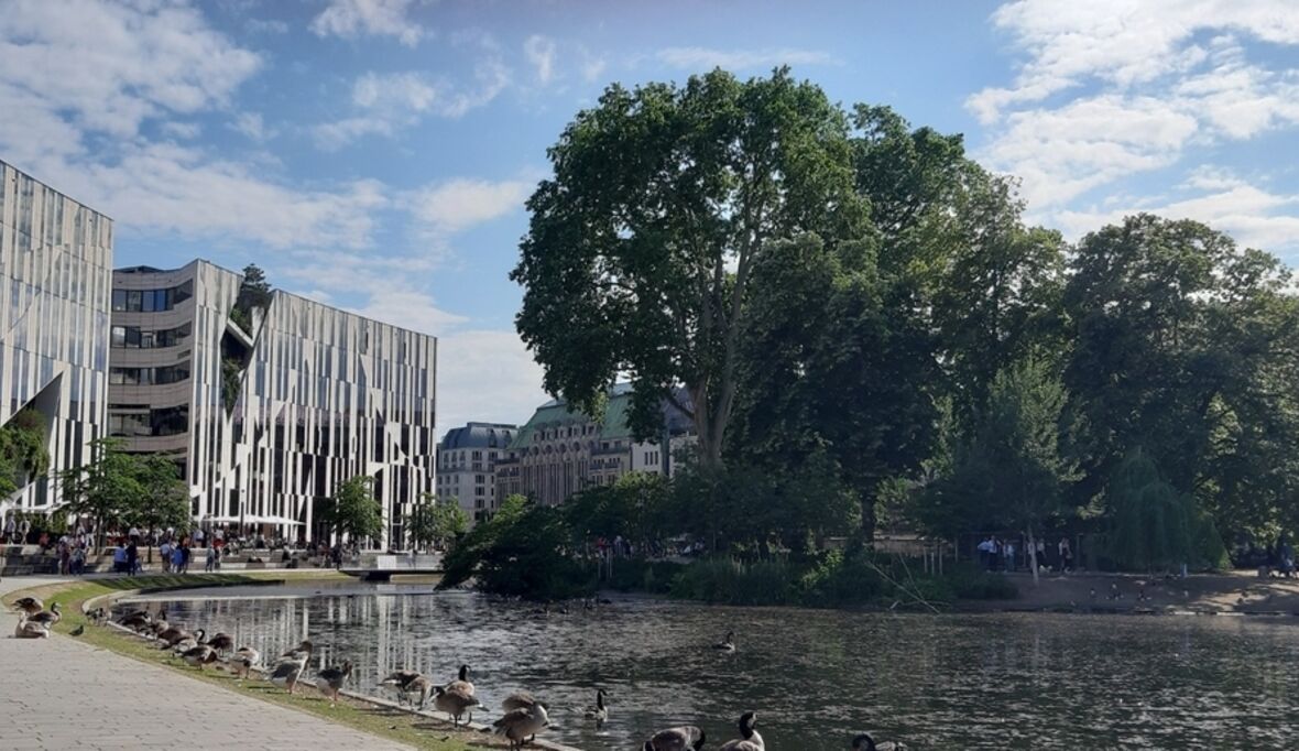 Stadtbäume als Lebensretter in der Hitze: BUND ruft zu mehr Engagement für urbanes Grün auf