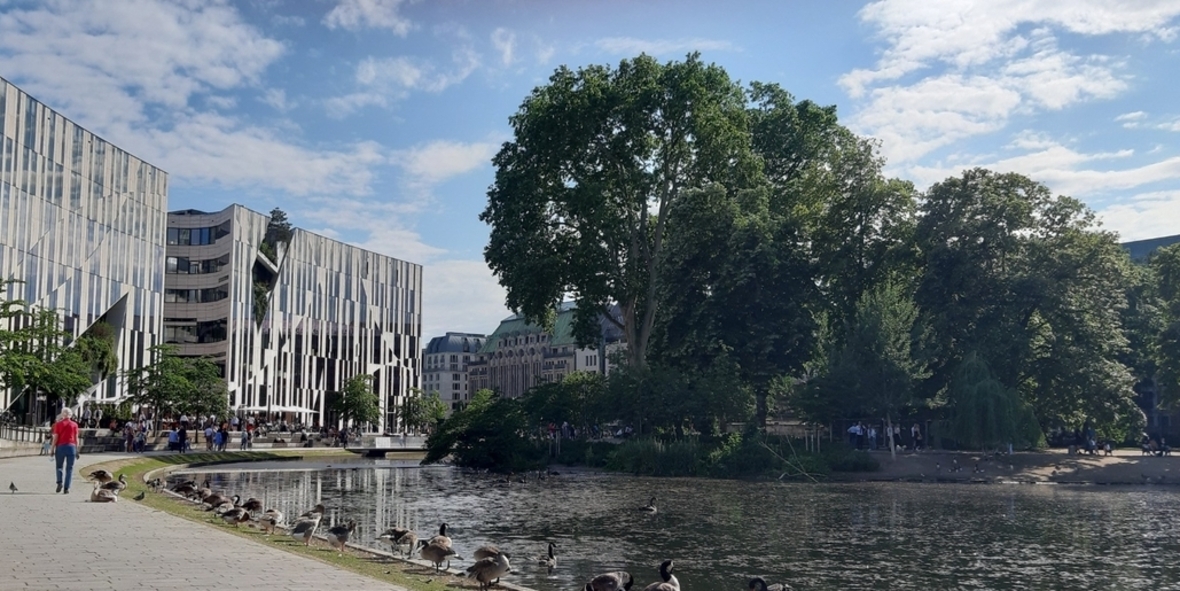 Stadtbäume als Lebensretter in der Hitze: BUND ruft zu mehr Engagement für urbanes Grün auf