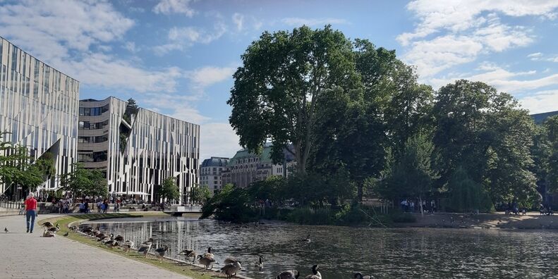 Stadtbäume als Lebensretter in der Hitze: BUND ruft zu mehr Engagement für urbanes Grün auf