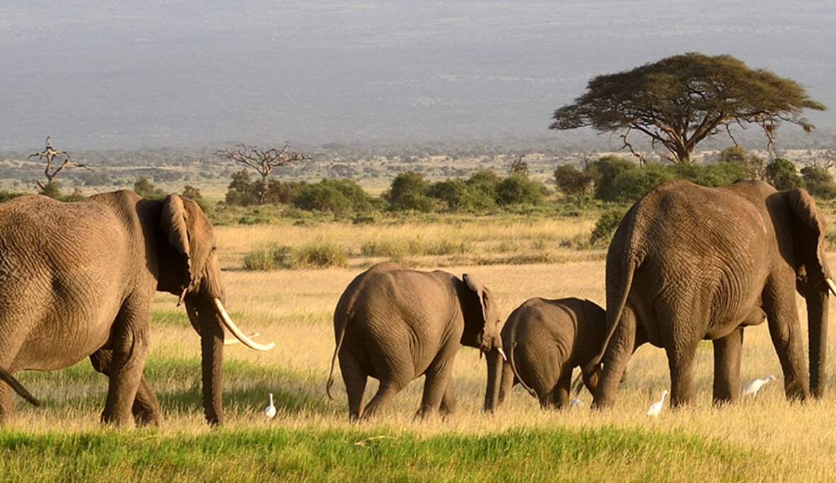 So funktioniert die nachhaltige, umweltfreundliche Safari