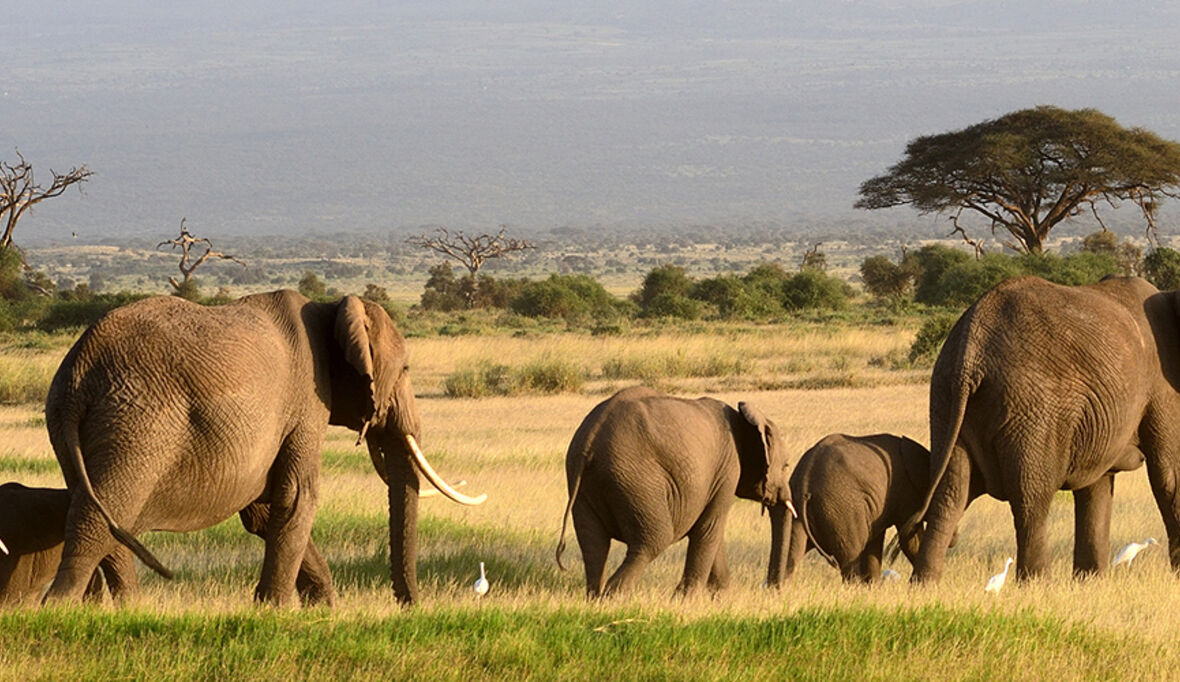 Elefanten, Giraffen und Nashörner leben dort, wo es genug Salz hat