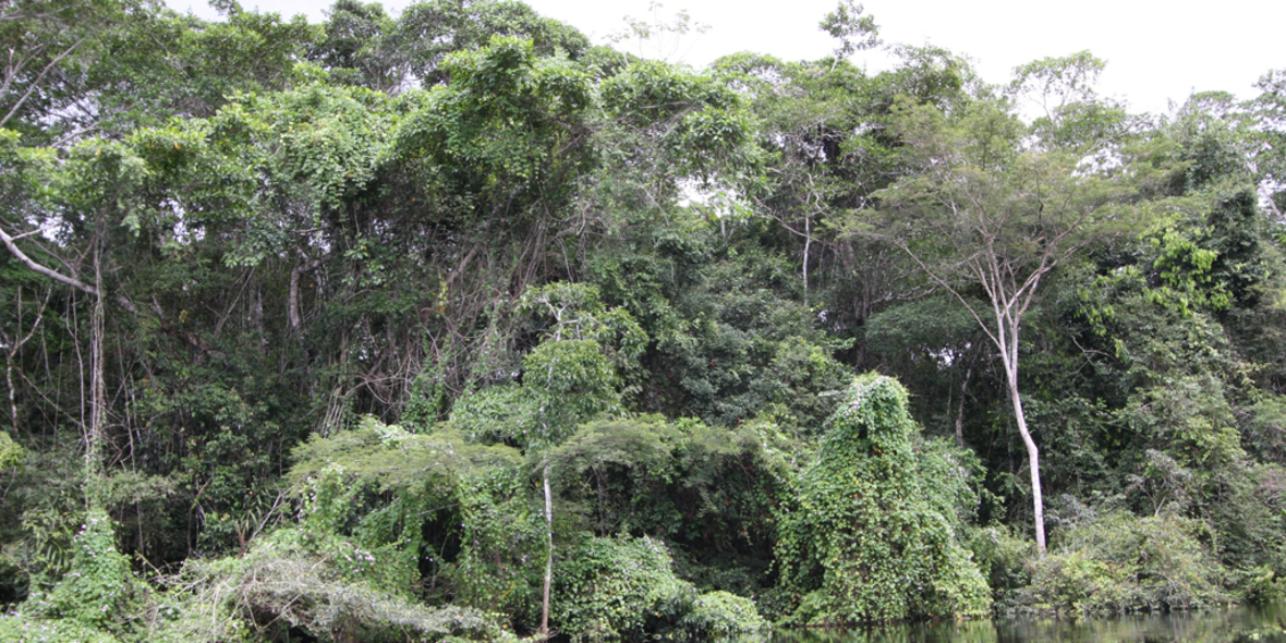Wo sich es sich lohnt, Regenwald zu renaturieren