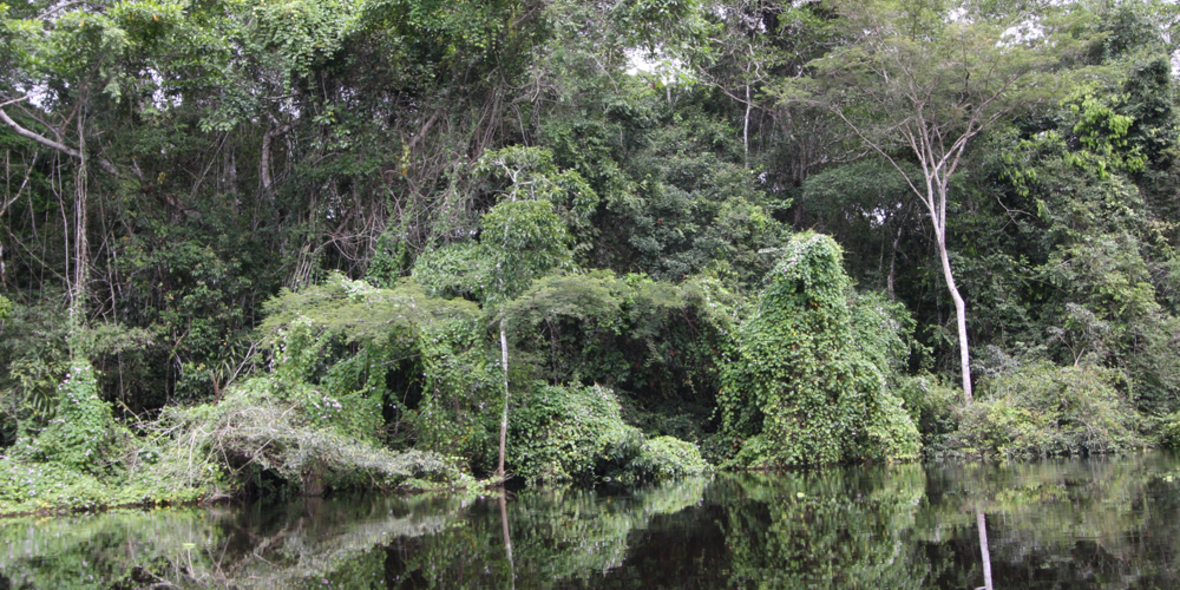 Weltbaumbestand größer als gedacht 