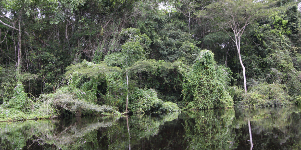 Endzeit für den Regenwald