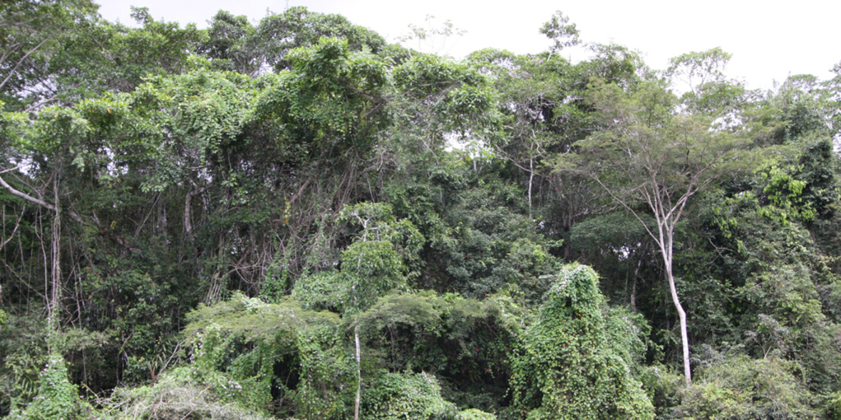 Palmöl: EU-Kommission erlässt neue Kraftstoff-Regelung mit Schlupflöchern