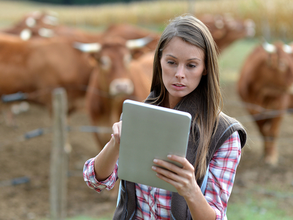 Eine Frau steht mit einem Laptop vor einer Rinderherde im Freien.