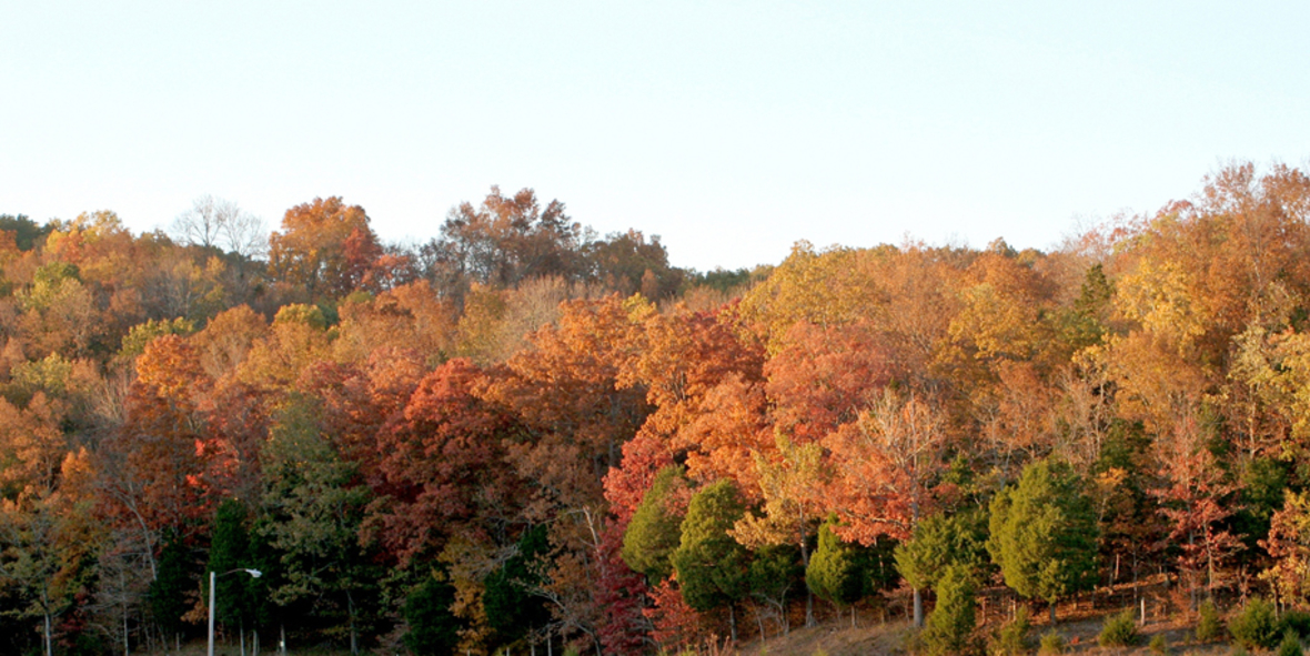 Zehn Jahre nach Orkan "Kyrill" – Waldumbau vorantreiben