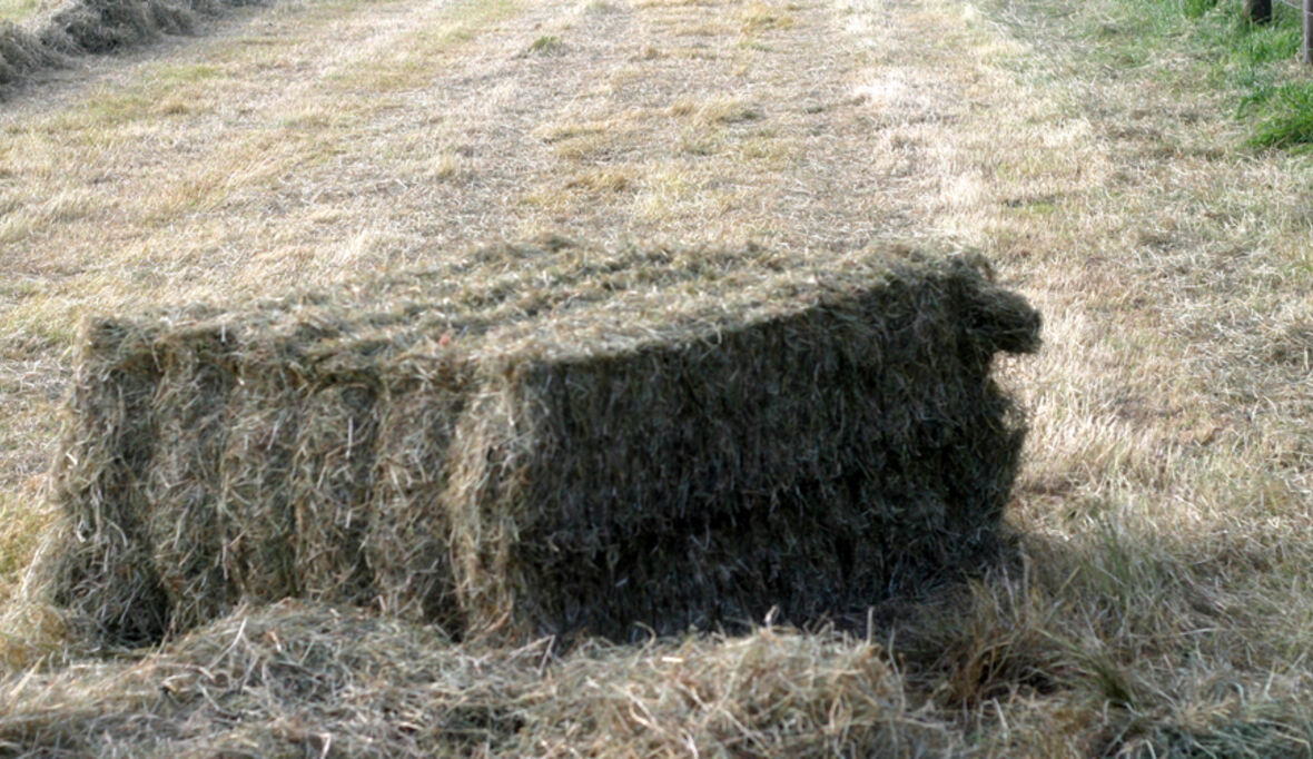 Landwirtschaft verringert die Biodiversität