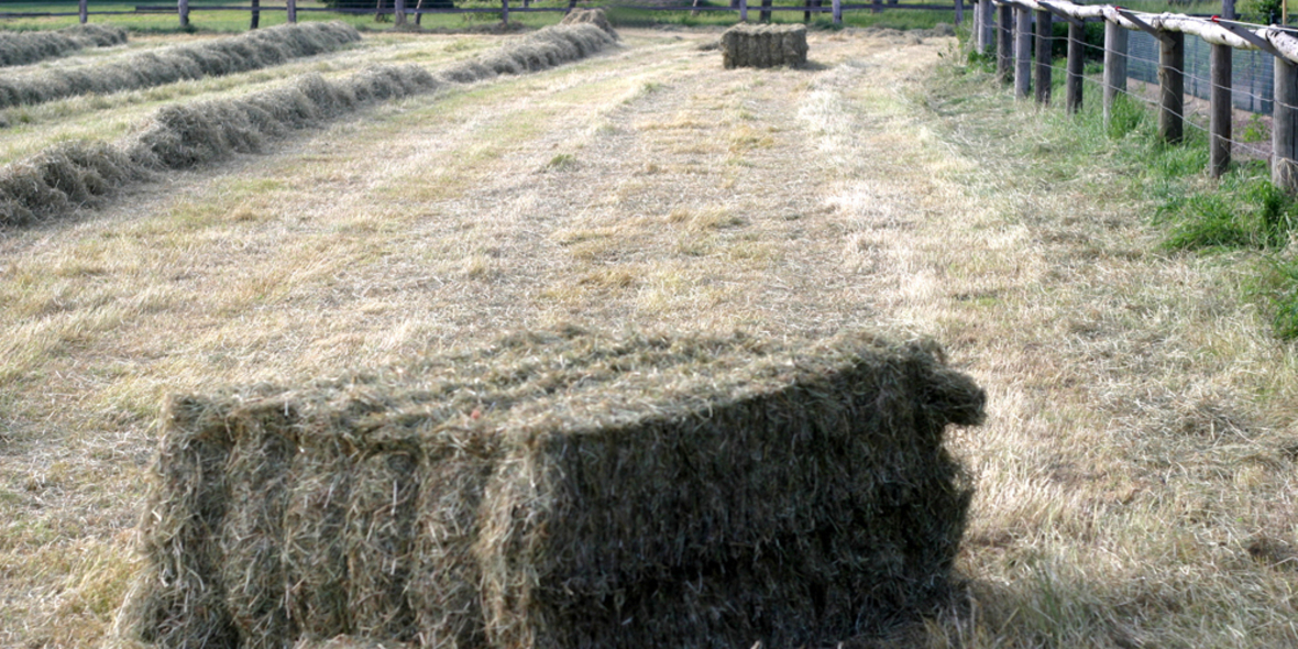 Künftiger Biosprit wird aus Holz und Stroh gemacht
