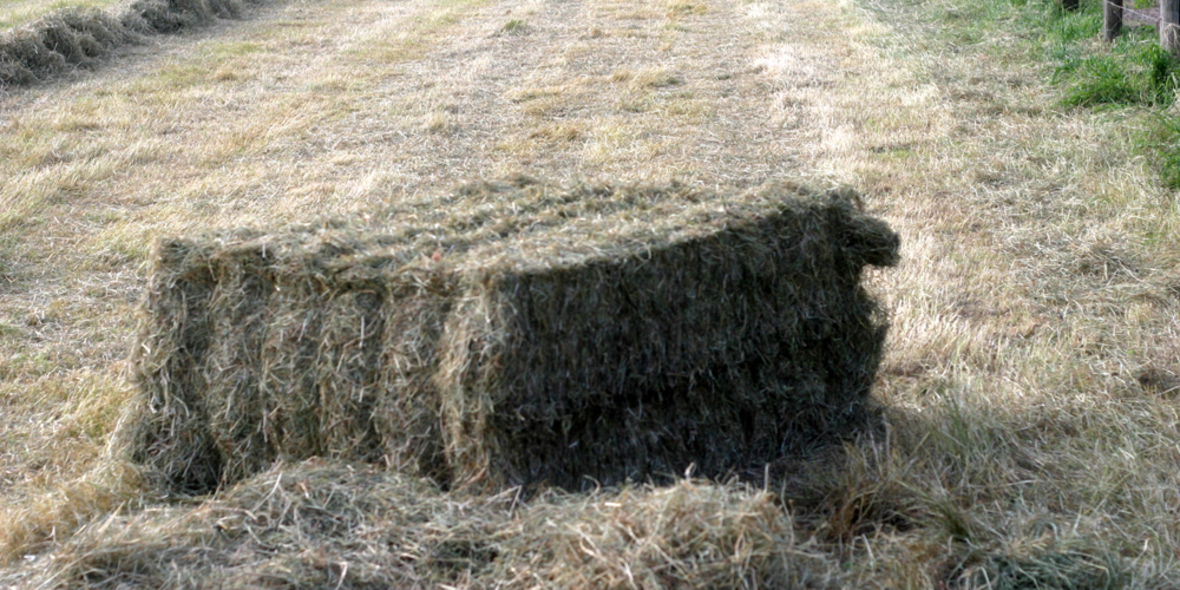 Papier und Karton aus Agrar-Abfällen 