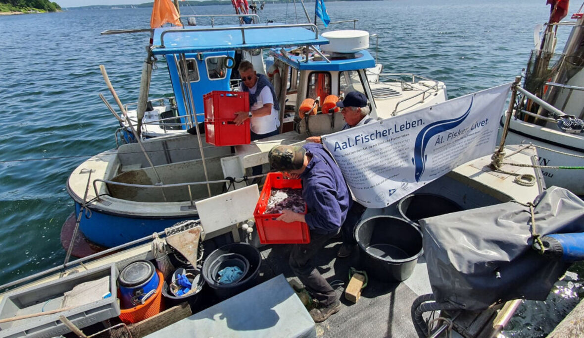 „Vom Alltagsfisch zur bedrohten Art – der Aal kämpft ums Überleben“