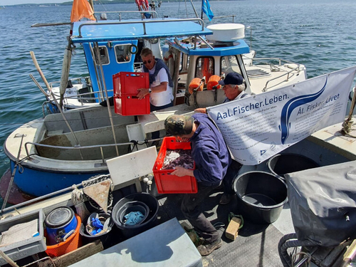 Aale werden in der Ostsee ausgesetzt