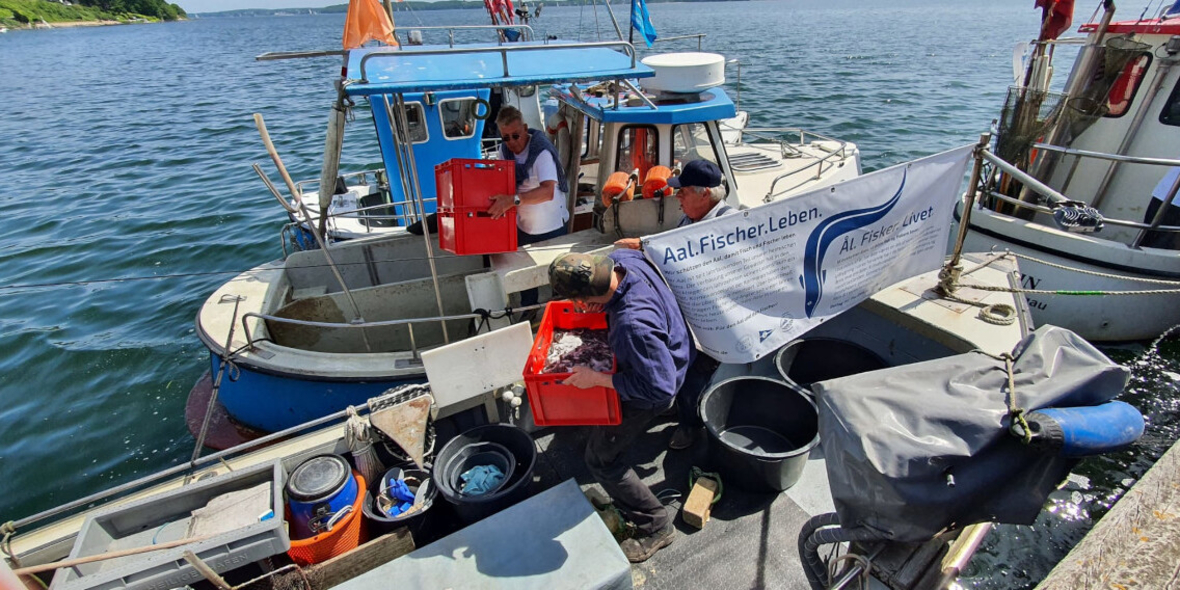 „Vom Alltagsfisch zur bedrohten Art – der Aal kämpft ums Überleben“