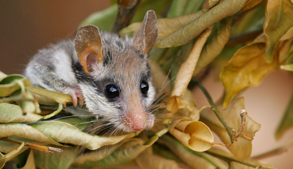 Gartenschläfer: Bald ist Schluss mit Winterschlaf