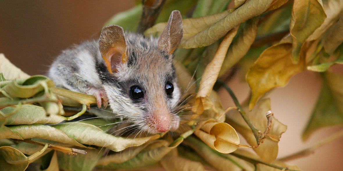 Gartenschläfer: Bald ist Schluss mit Winterschlaf