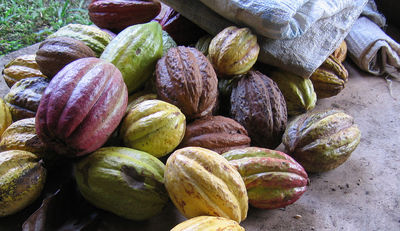 Weltkakaokonferenz: Debatte über höhere Kakaopreise