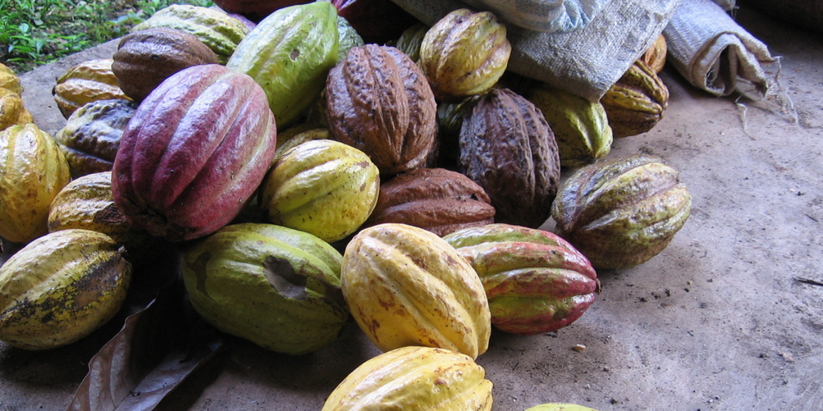 Nachhaltigen Kakao ohne Reue genießen 