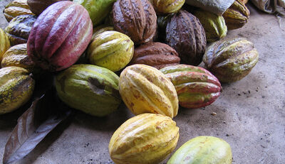Studie: immer noch Kinderarbeit im Kakaoanbau