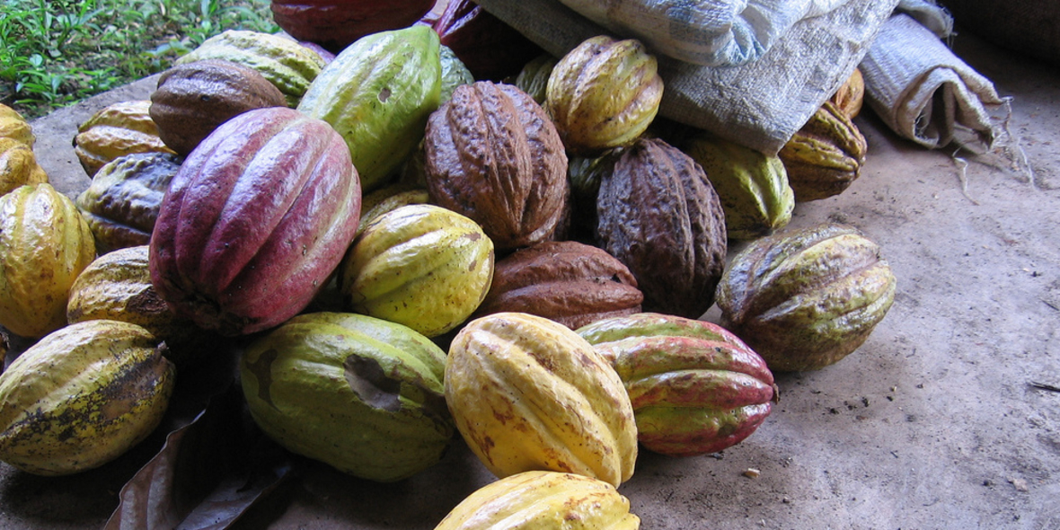 Kakaosektor benötigt alternative Geschäftsmodelle 