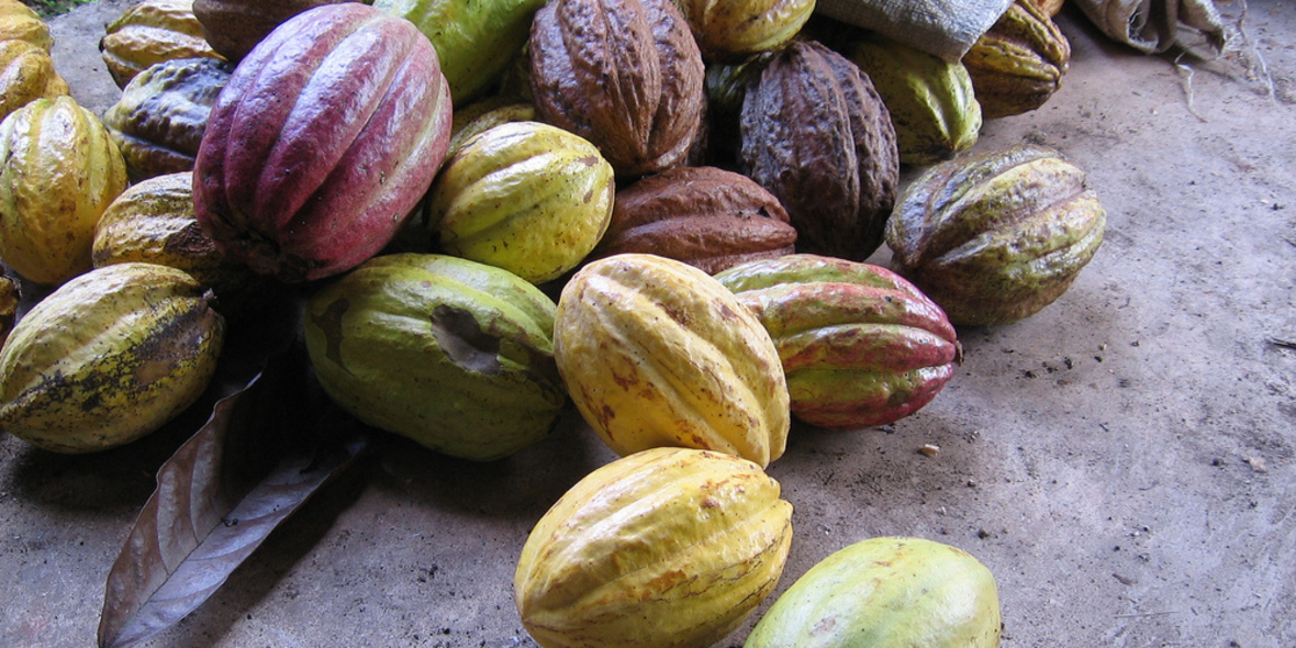 Studie: immer noch Kinderarbeit im Kakaoanbau