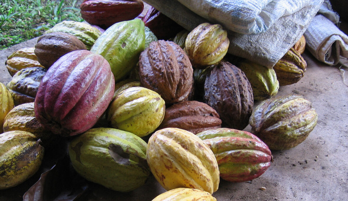 Faire Schokolade aus Südafrika