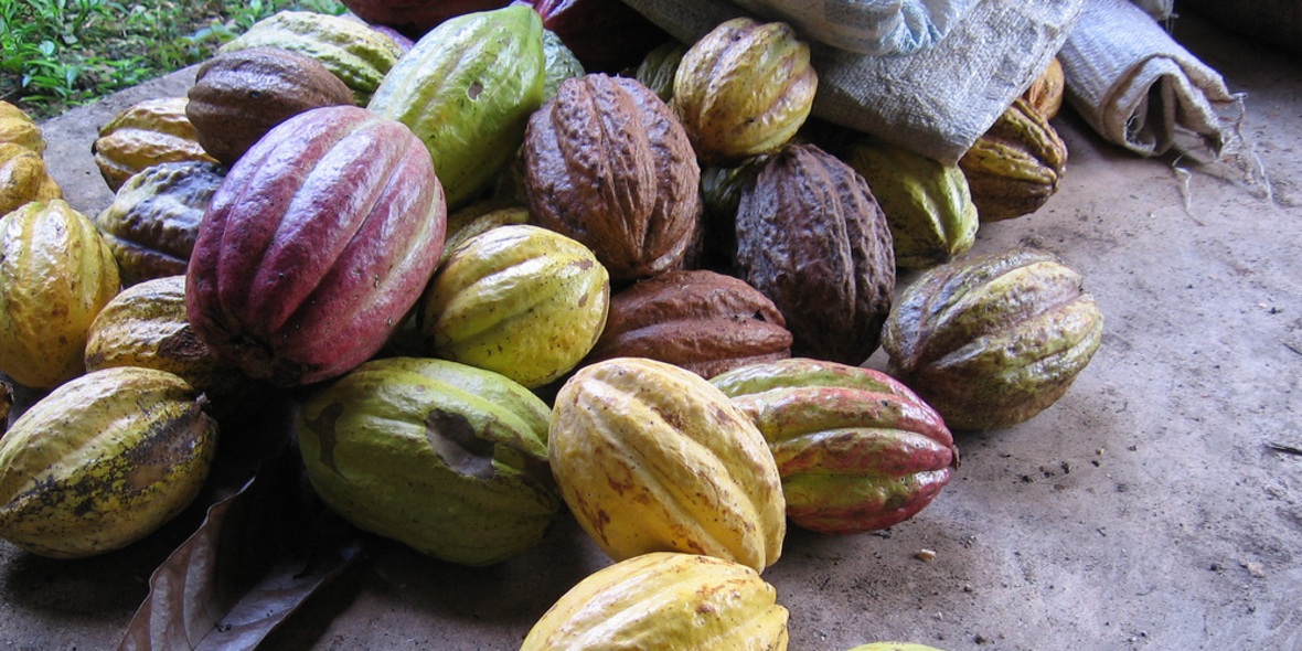 Forum Nachhaltiger Kakao verzeichnet sichtbare Fortschritte