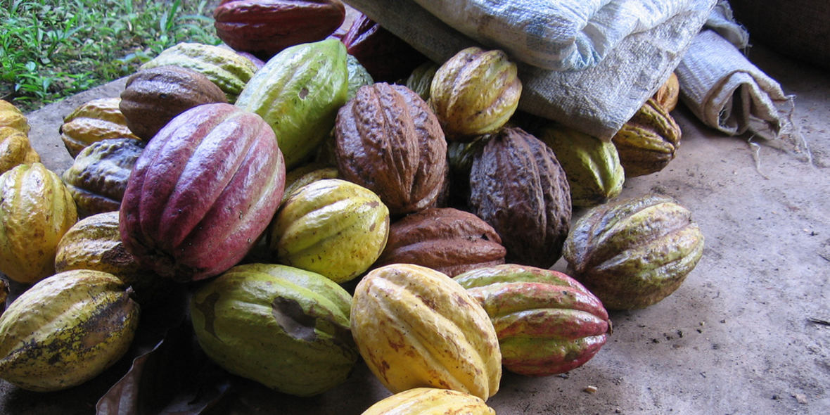 Weltkakaokonferenz: Debatte über höhere Kakaopreise