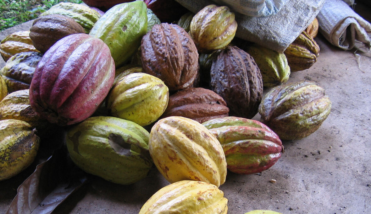 Nachhaltigen Kakao ohne Reue genießen 