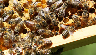 Bienen in der Schule: Bantleon unterstützt Illertal-Gymnasium Vöhringen
