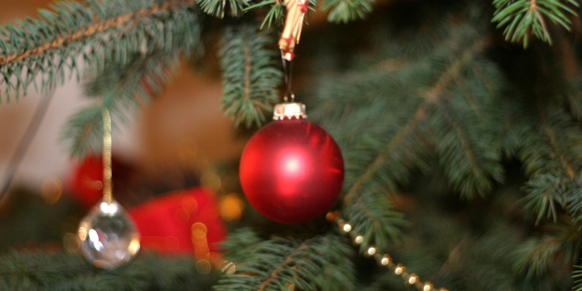 Fair Trees: Weihnachtsbäume aus fairer Ernte