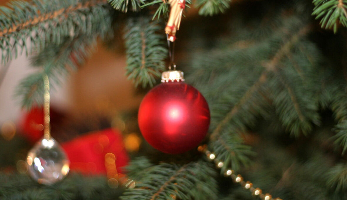 Fair Trees: Weihnachtsbäume aus fairer Ernte